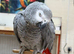 Congo African grey
