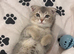 Scottish fold x British shorthair kitten