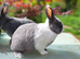 Beautiful friendly 3/4 Netherland cross rabbits