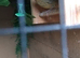 Variegated canary