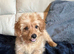 Cockapoo puppy male