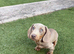 Kc registered miniature dashound