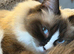 Only 1 Ragdoll Girl Left – Ready for Her Forever Home