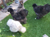 Usa bearded silkie cockerels FREE