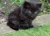 Gorgeous Fluffy Black Kitten For Sale