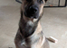 German/ Dutch shepherd x border collie