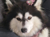 Pomsky girl for sale