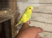 Baby budgies for sale  &pound;40 each collection mk404nn