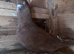 Pigeons for sale