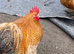 Pekin Bantam cockerels in need of new homes