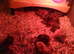 Japanese quail chicks