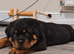 Chunky Pure Breed Male Rottweiler Puppy