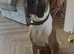 Boxer x cane corso