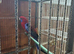Pennant parrots