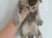 British Shorthair kittens