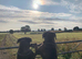 Cane Corso X Mastiff Puppies