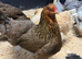 Large fowl gold/blue partridge hatching eggs