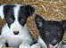 Pure border collies ready now
