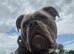 Rehoming 3 year old