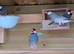 4 Java Finches/Sparrows £40 For 4
