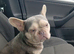 French Bull bitch (unspayed)