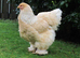 BRAHMA POINT OF LAY PULLETS