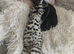 Bengal rosseted kitten
