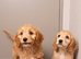 Beautiful cavapoo puppies