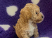 Beautiful tiny cockapoo girl