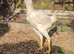 Malay hen