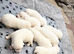 Japanese Akita Inu Puppies
