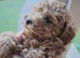 Apricot Toy Poodles!