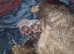 STUNNING TABBY BSH- MUM IMPORTED FROM FRANCE