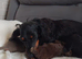 Longhaired Dachshund Puppy