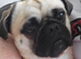 Pug x Tibetan Spaniel for sale