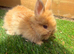 Baby angoras beautiful mix