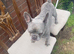 7 year old frenchie