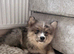 Adorable Pomsky Puppy Ready for His Forever Home 1 Left