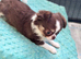 Amazing long coat Apple head girl puppies