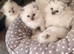 Adorable ragdoll kittens