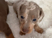 Miniature dachshund puppies for spa e
