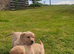 Labrador pups, yellow