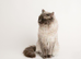 Stud Ragdoll Blue Point and he’s a chocolate carrier