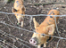 Berkshire x Tamworth Boy Weaners 5-6 months
