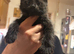Black kittens