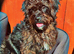 Beautiful cockapoo