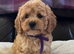 Cavachon x toy poodle puppies