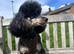 KC Toy Poodle