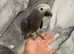 Friendly Baby HandReared Loving Super Tame Cuddly African Grey Parrot,24