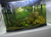 Guppies,neon tetras, gourmets